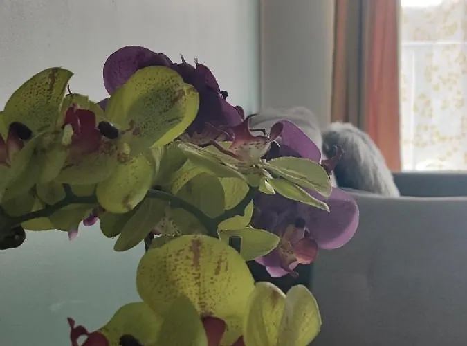 Domar Вроцлав