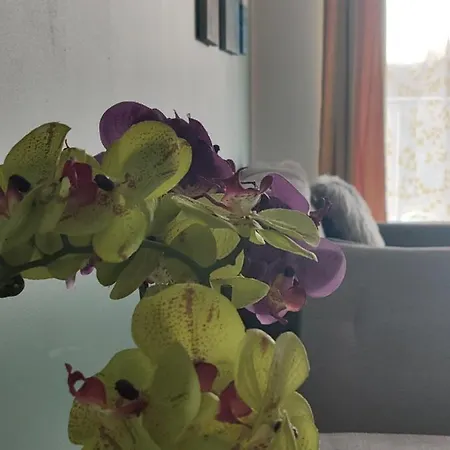 Domar ヴロツワフ